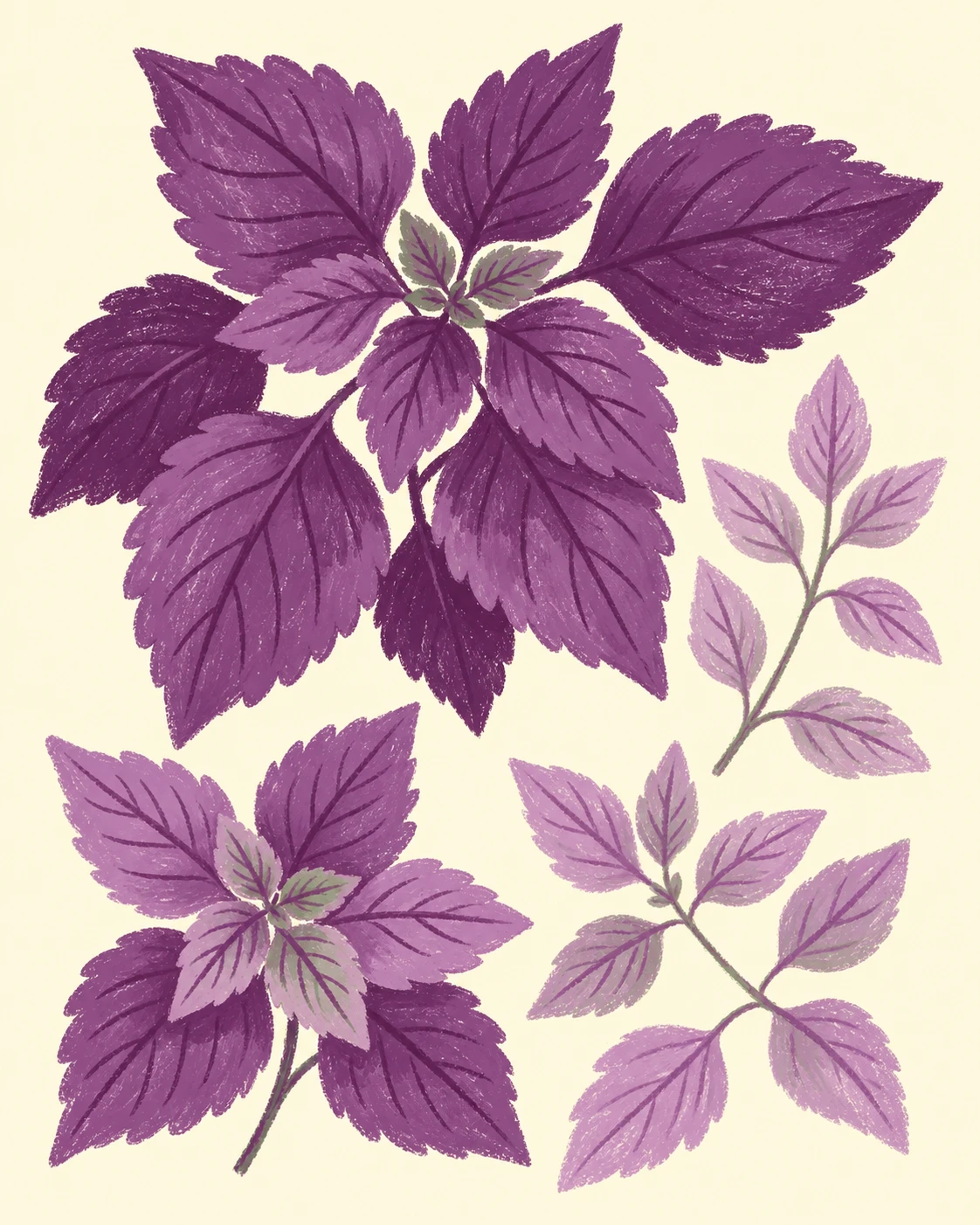 米黄色纸面上的蜡笔紫苏插画：深紫、紫绿和嫩紫叶片错落生长